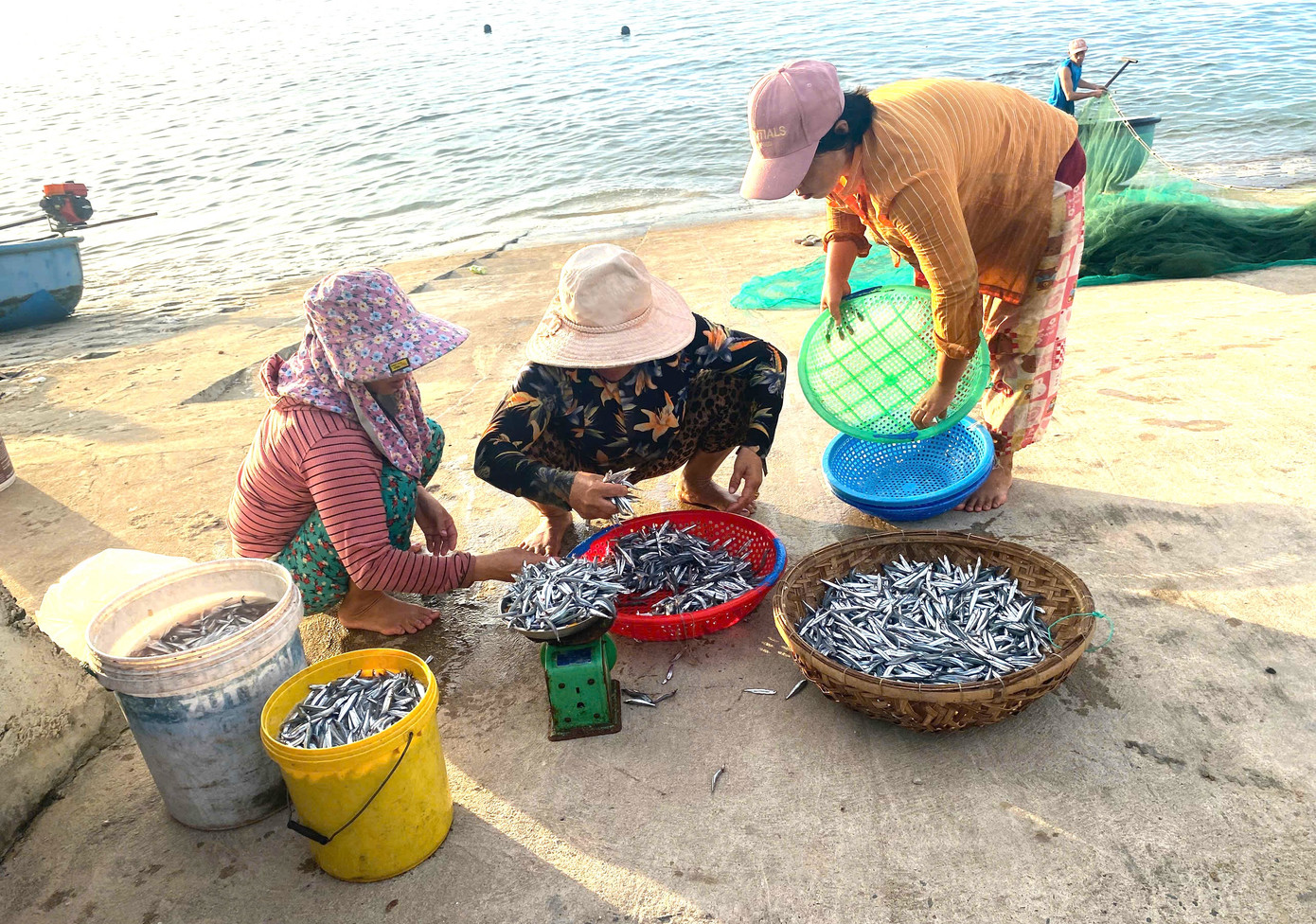 Cá được thu mua ngay dưới bờ biển. Cá được thu mua ngay dưới bờ biển.