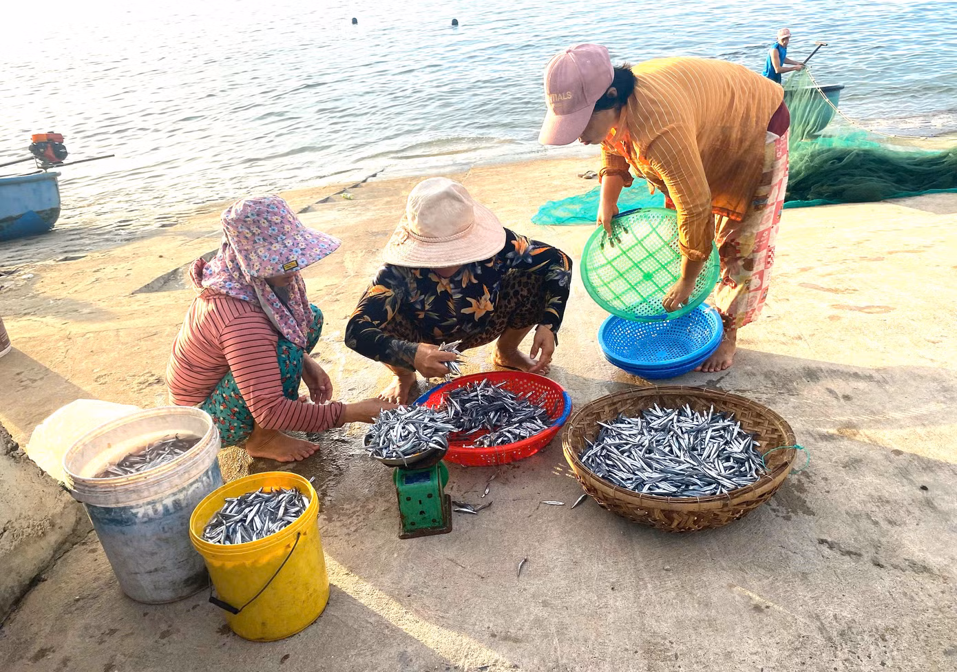 Cá được thu mua ngay dưới bờ biển. Cá được thu mua ngay dưới bờ biển.