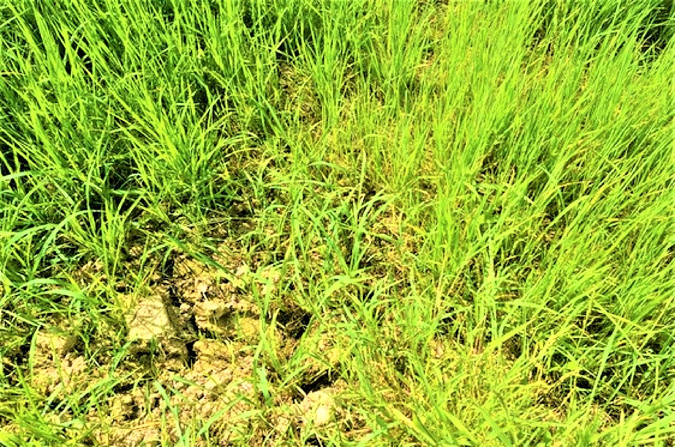 Hiện có hơn 135 héc-ta lúa bị thiếu nước trầm trọng