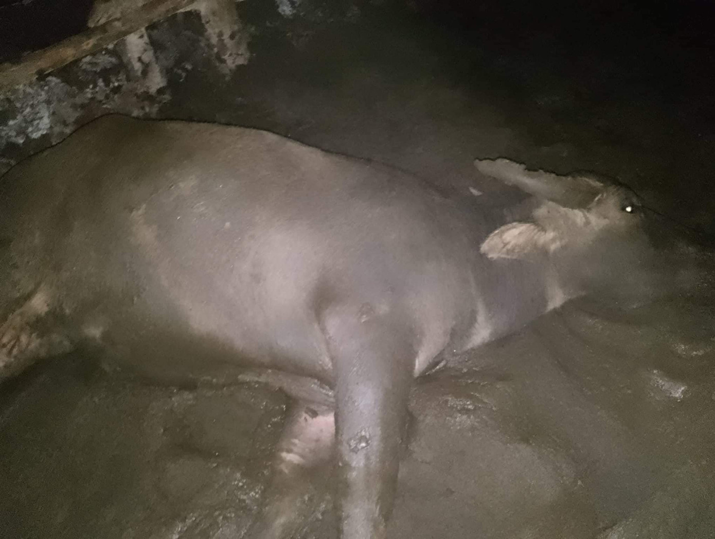 Trâu chết bất thường tại chuồng