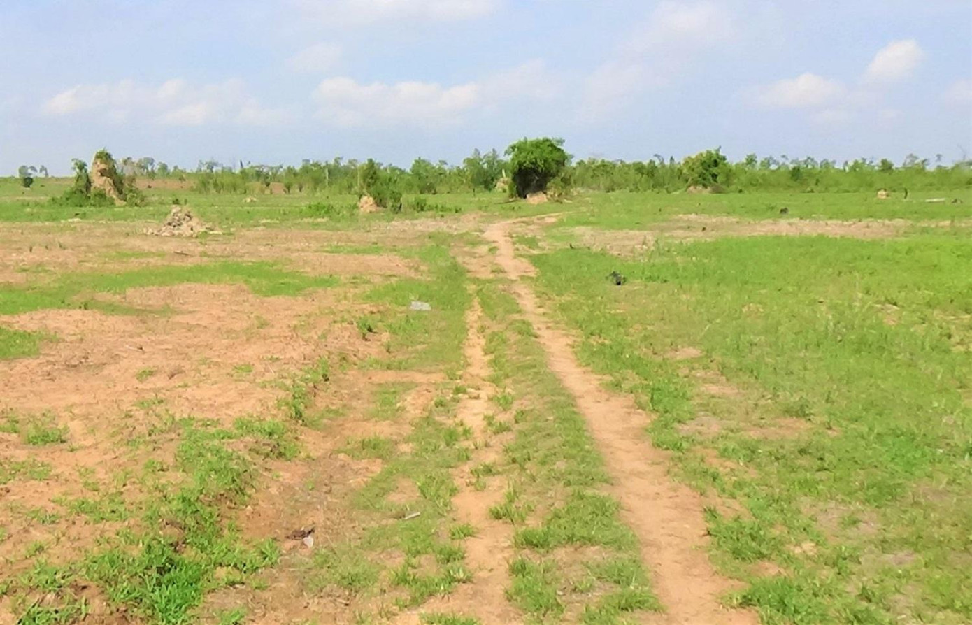 Một khoảnh đất rừng do Cty Lâm nghiệp Rừng Xanh quản lý đã bị lấn chiếm