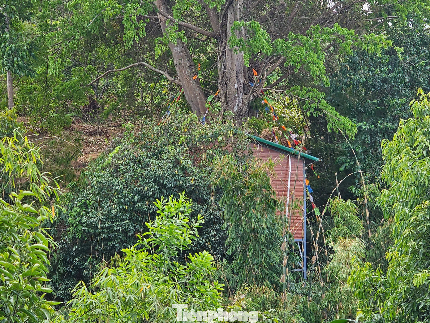 Chiếc am dựng dưới gốc cây. Chiếc am dựng dưới gốc cây.