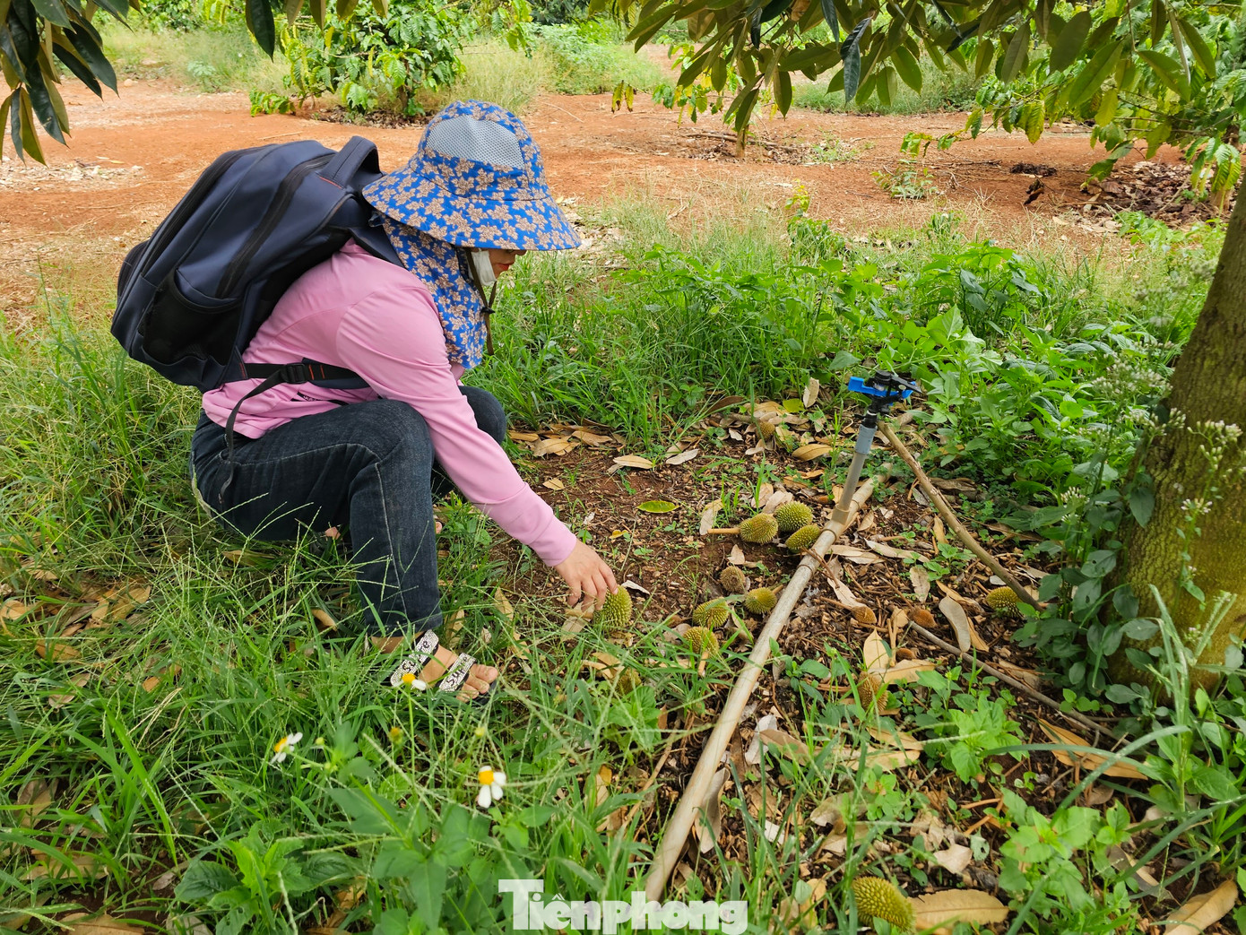 Khi quả sầu riêng to bằng nắm tay cũng bị rụng.
