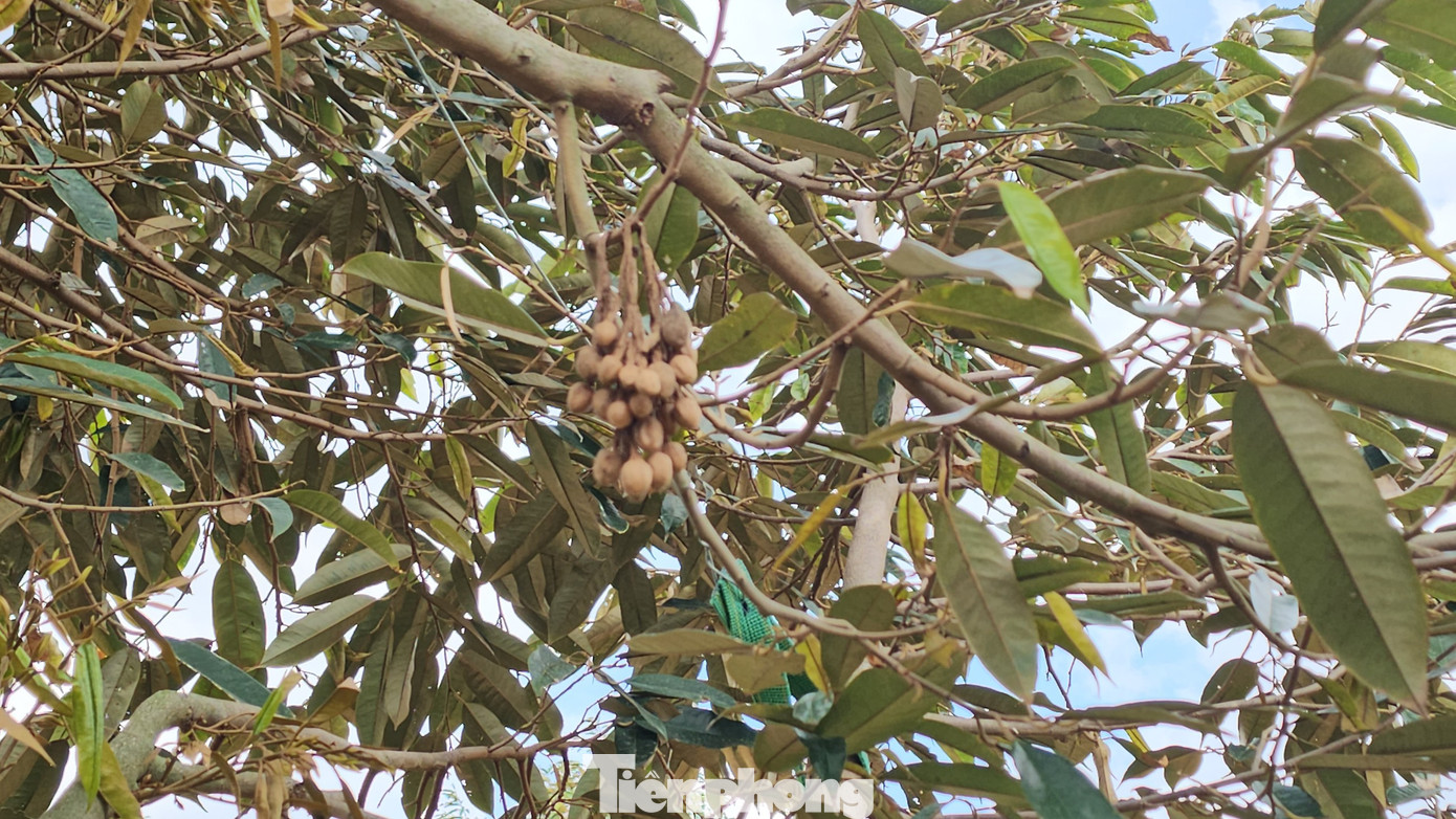 Quả sầu riêng bắt đầu rụng từ khi còn nhỏ