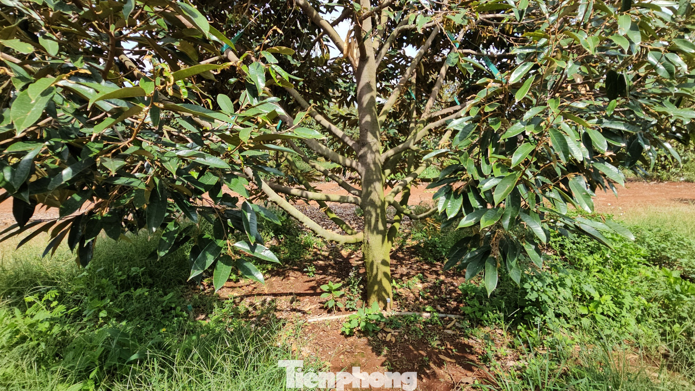 Một cây sầu riêng rụng không còn một quả