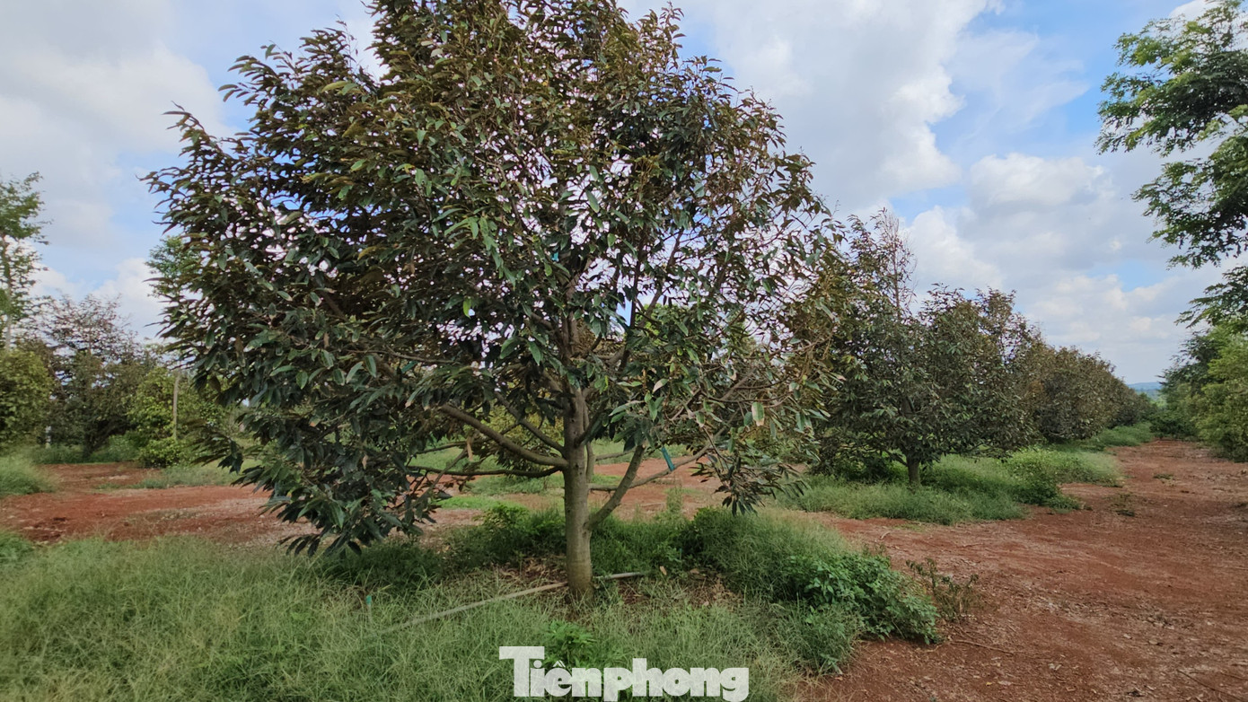 Vườn sầu riêng bị rụng gần hết quả