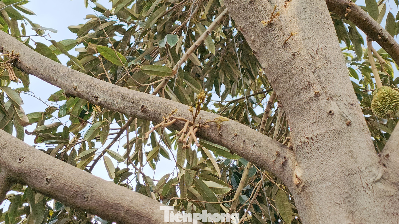 Nhiều nông dân bón phân, thuốc để kích trái ra lại nhưng không thành.