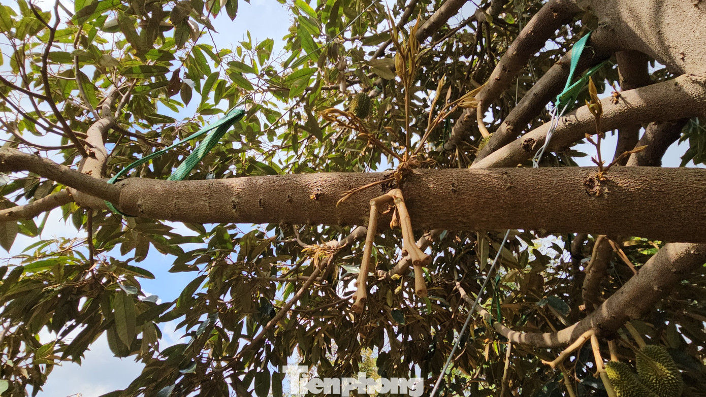 Một nhành cây bị rụng không còn quả.