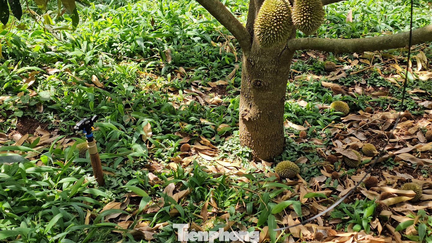 Quả sầu riêng rụng đầy gốc cây.
