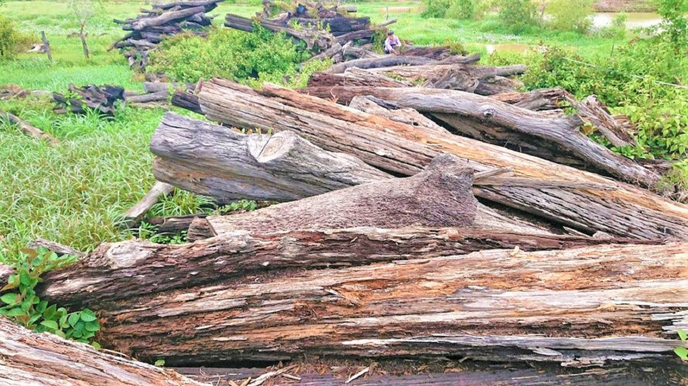 Số lượng lớn gỗ trục vớt bị bỏ trơ trơ giữa trời, gây mục nát, lãng phí công sản