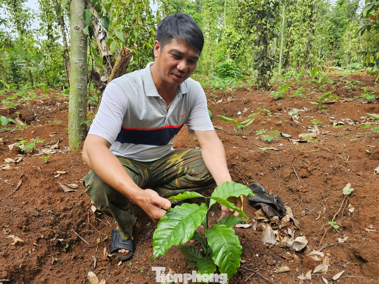 Một nông dân vừa tái canh cà phê.