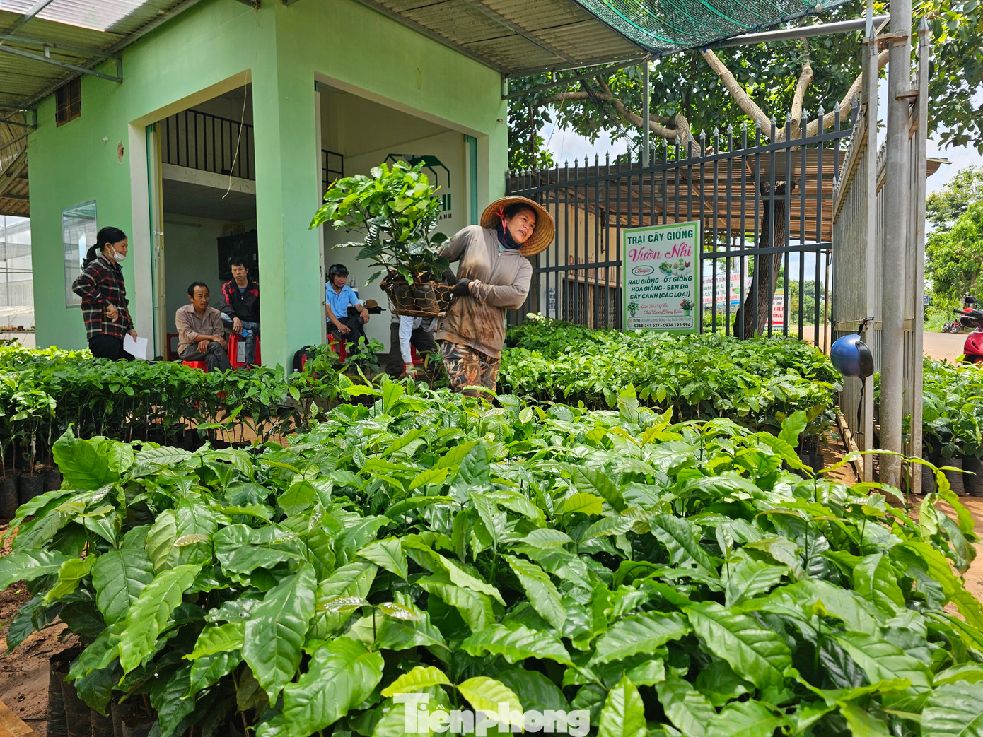 Người dân đi mua cây giống.