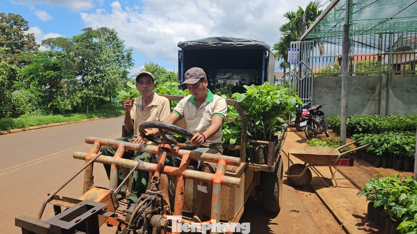 Ông Y Sư (bên phải) cùng cháu đi xe công nông lên thành phố mua giống cà phê.