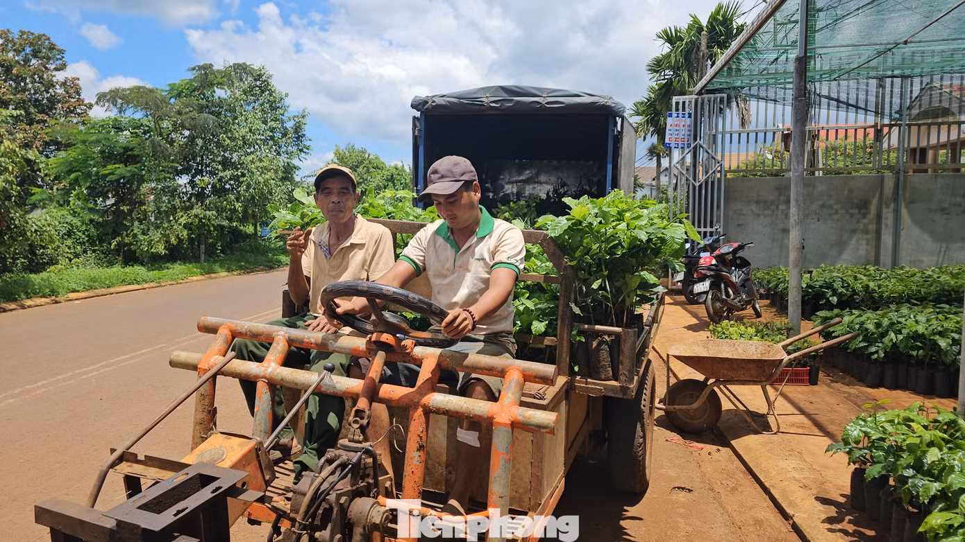 Ông Y Sư (bên phải) cùng cháu đi xe công nông lên thành phố mua giống cà phê. Ông Y Sư (bên phải) cùng cháu đi xe công nông lên thành phố mua giống cà phê.