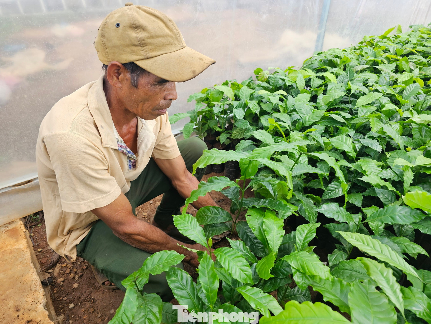 Ông Y Sư chọn mua cây giống.