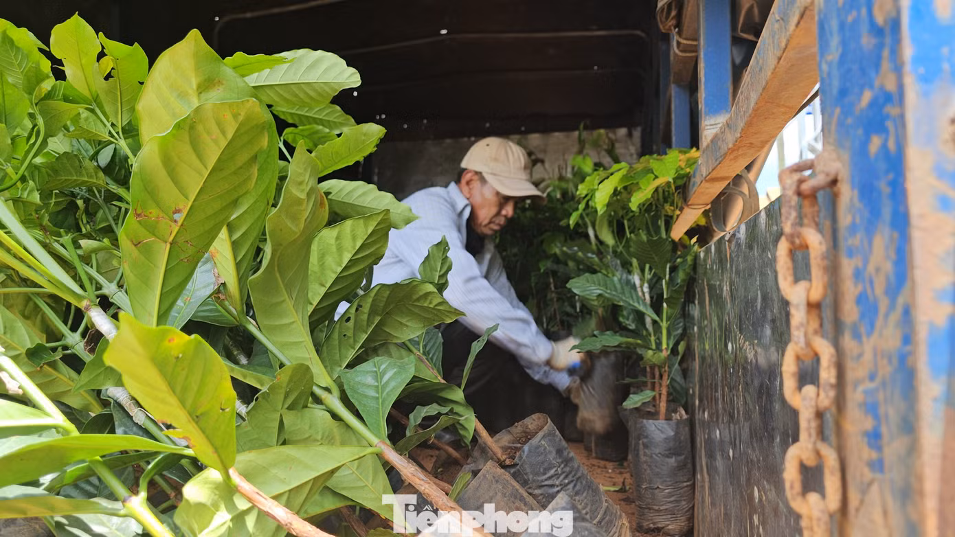 Mùa này, người dân tái canh cà phê rất mạnh. Mùa này, người dân tái canh cà phê rất mạnh.