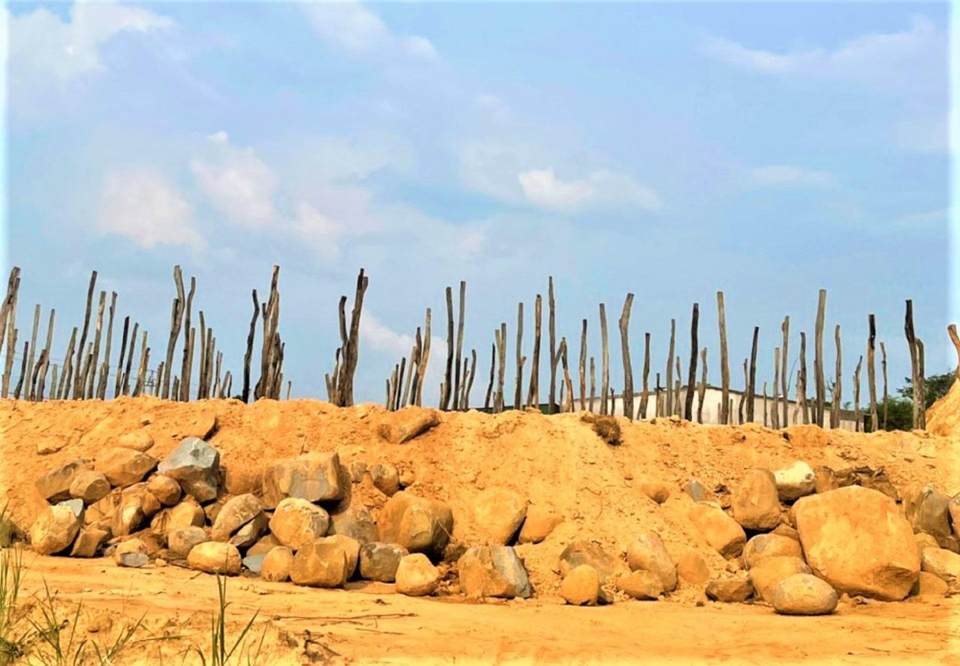 Trụ gỗ được dựng lên để trồng lại hồ tiêu Trụ gỗ được dựng lên để trồng lại hồ tiêu