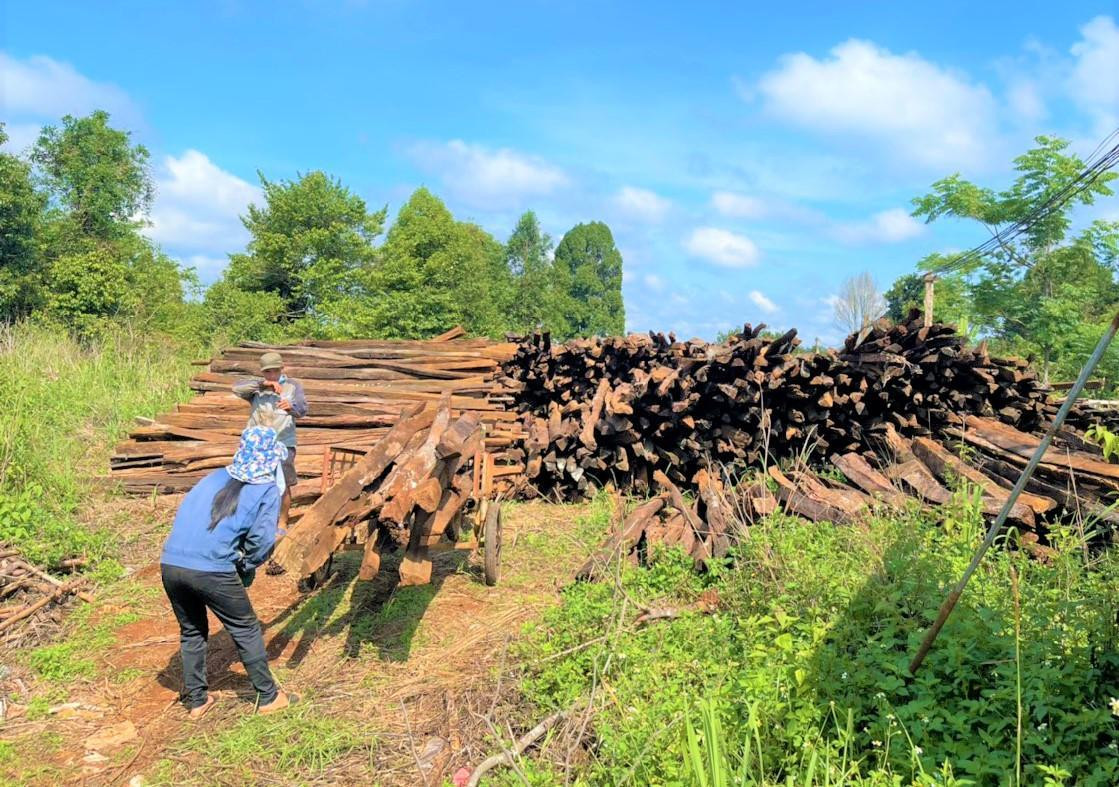 Giá tiêu tăng đến 70 nghìn đồng/kg đã tạo động lực cho nông dân mở rộng diện tích Giá tiêu tăng đến 70 nghìn đồng/kg đã tạo động lực cho nông dân mở rộng diện tích