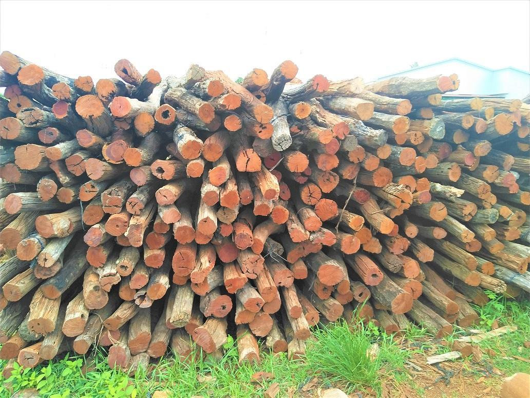 Nông dân mua trụ gỗ về trồng tiêu Nông dân mua trụ gỗ về trồng tiêu