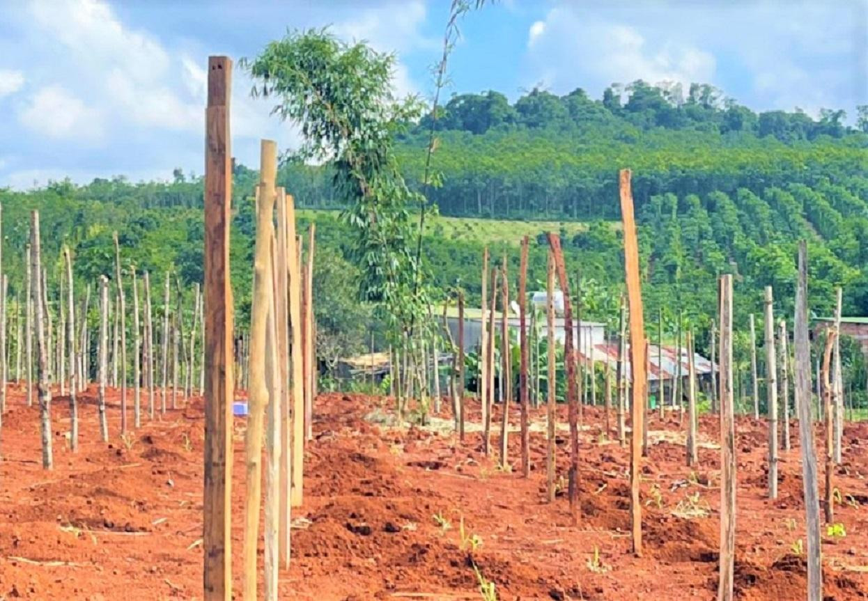 Những hộ trồng tiêu hy vọng giá tiêu sẽ tăng hoặc ít nhất giữ được giá 70 nghìn đồng/kg Những hộ trồng tiêu hy vọng giá tiêu sẽ tăng hoặc ít nhất giữ được giá 70 nghìn đồng/kg