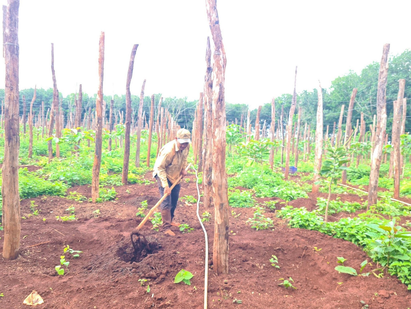 Chuyên gia khuyến cáo không nên ồ ạt mở rộng diện tích tiêu Chuyên gia khuyến cáo không nên ồ ạt mở rộng diện tích tiêu