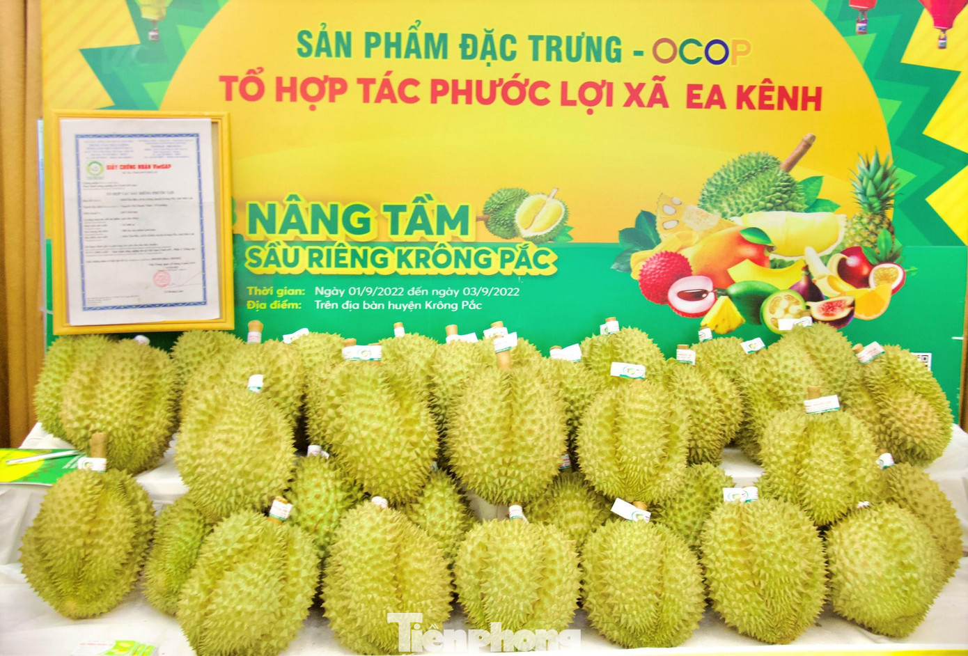 Huyện Krông Pắc được mệnh danh "thủ phủ sầu riêng" Đắk Lắk Huyện Krông Pắc được mệnh danh "thủ phủ sầu riêng" Đắk Lắk