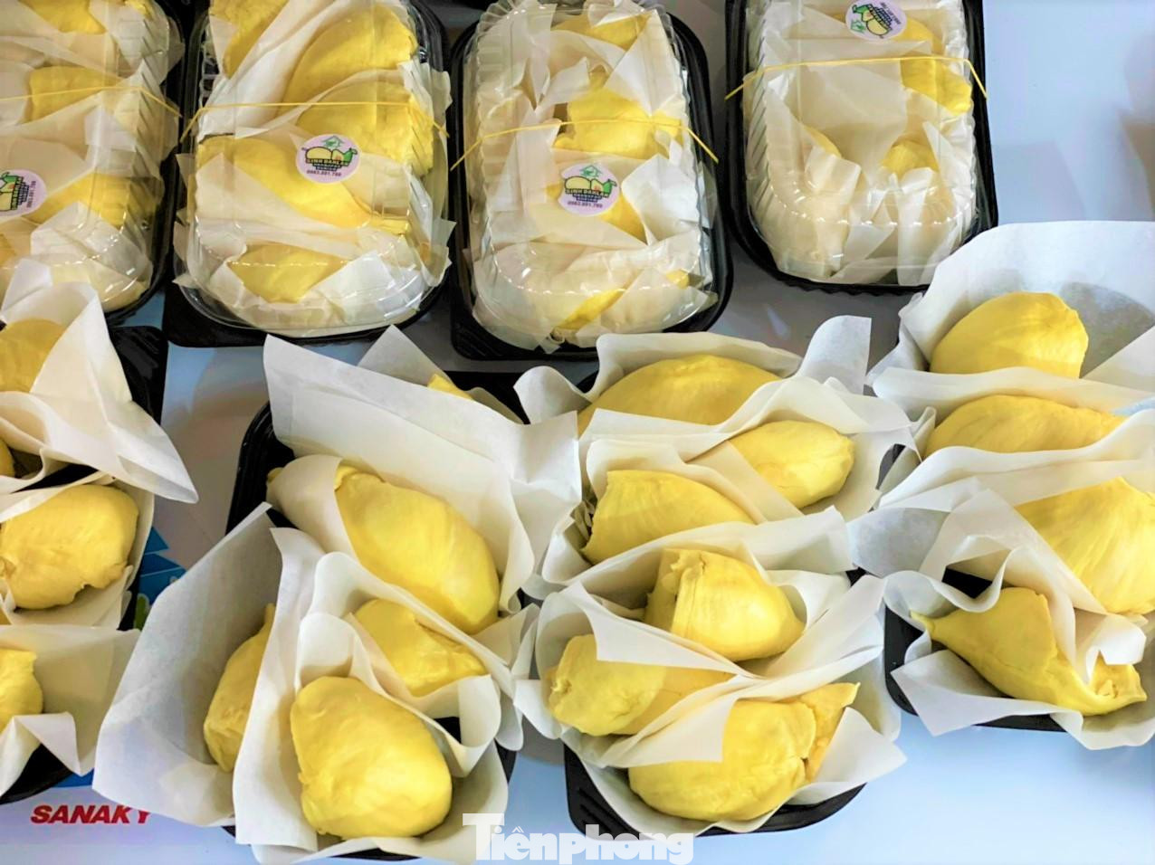 Sầu riêng được ví là "vua của các loại trái cây" Sầu riêng được ví là "vua của các loại trái cây"