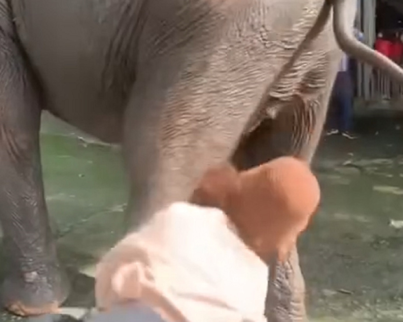 Nữ du khách bị voi dùng chân đá ra xa Nữ du khách bị voi dùng chân đá ra xa