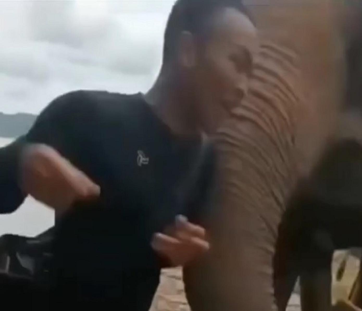 Nam du khách bị voi dùng vòi quật bay ra xa Nam du khách bị voi dùng vòi quật bay ra xa