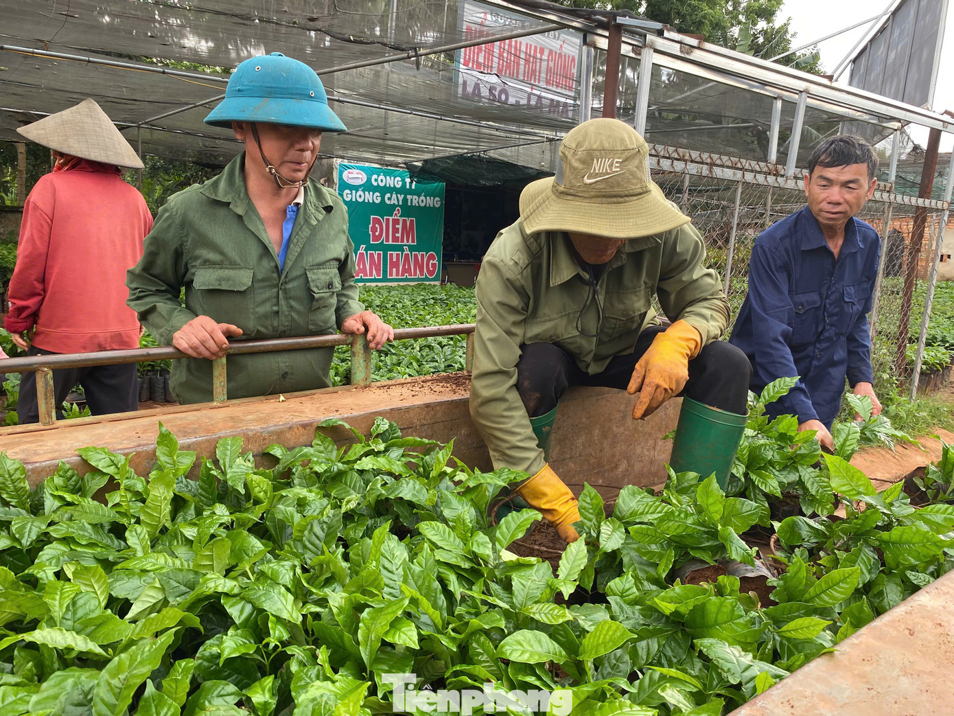 Giá giống cà phê tăng vọt song vẫn đắt hàng. Giá giống cà phê tăng vọt song vẫn đắt hàng.