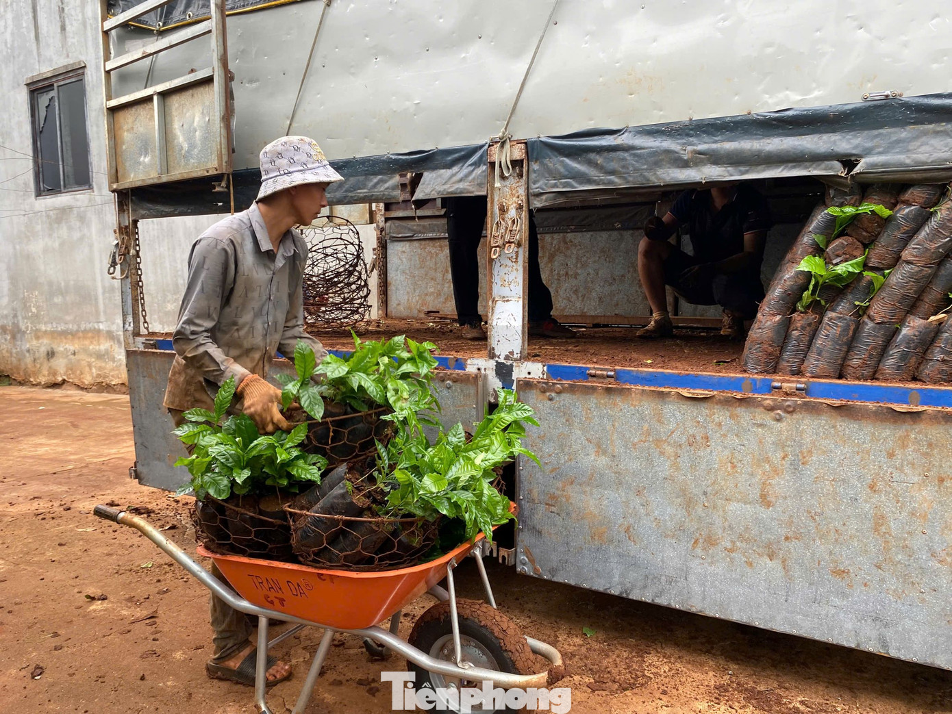 Cây giống từ vườn ươm được đưa lên xe chở về các đại lý. Cây giống từ vườn ươm được đưa lên xe chở về các đại lý.