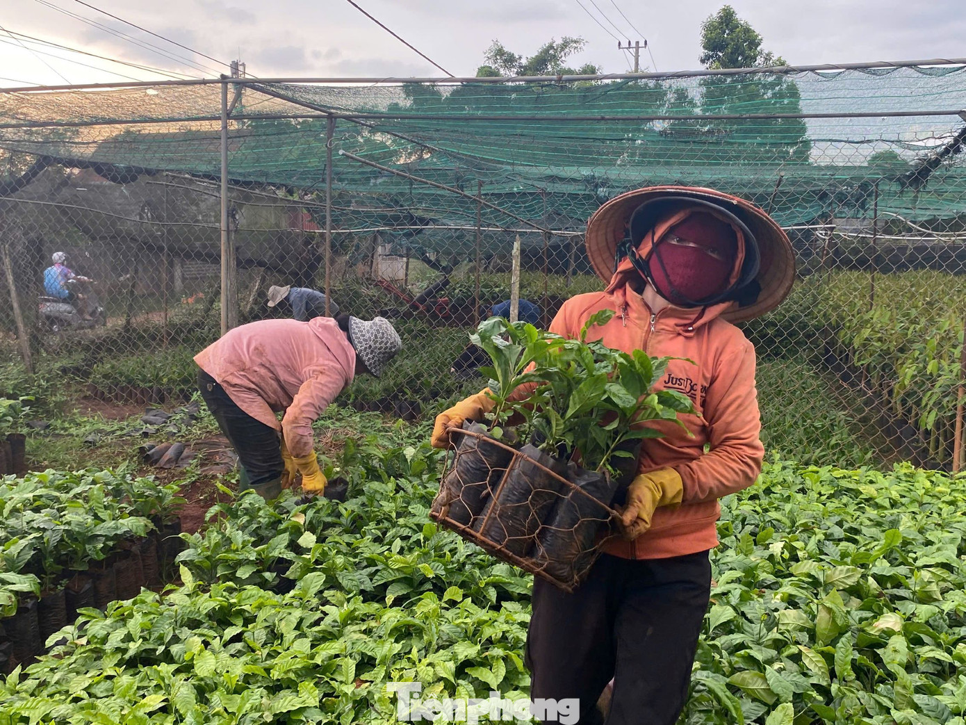 Cây giống được sản xuất từ vườn ươm tại xã Hoà Thắng. Cây giống được sản xuất từ vườn ươm tại xã Hoà Thắng.