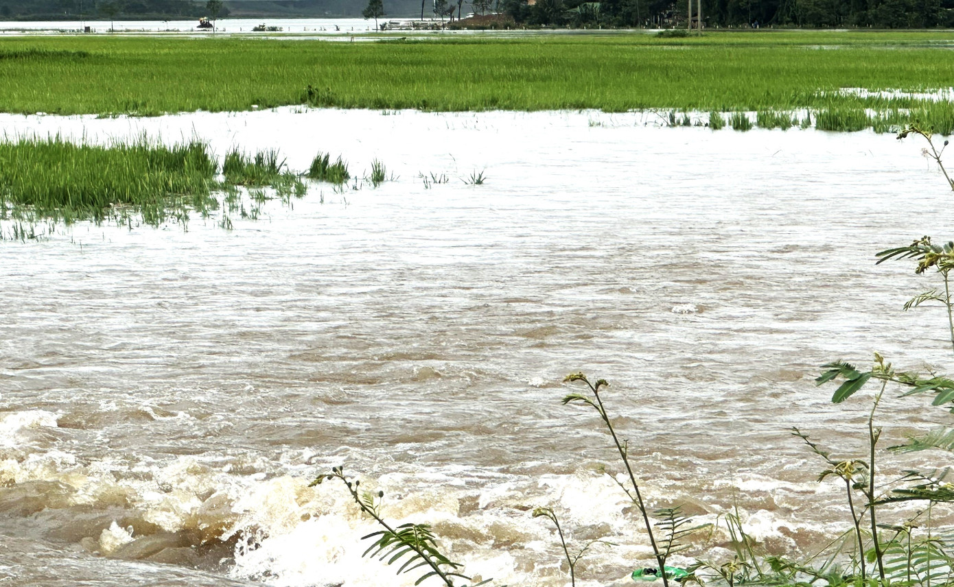 Lúa của người dân bị nước lũ nhấn chìm. Lúa của người dân bị nước lũ nhấn chìm.