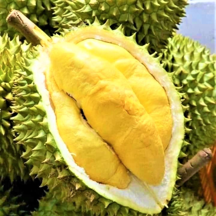 Một quả sầu riêng chín đạt chuẩn cơm vàng, hạt lép