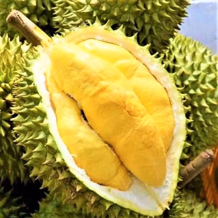Một quả sầu riêng chín đạt chuẩn cơm vàng, hạt lép Một quả sầu riêng chín đạt chuẩn cơm vàng, hạt lép