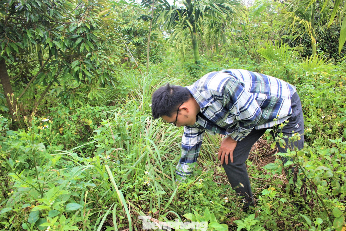 Anh đọc sách, lên mạng xã hội tham gia các mô hình canh tác nông nghiệp bền vững và bắt đầu thích thú với mô hình vườn rừng. Từ đó anh bắt tay cải tạo khu vườn, trồng thêm cỏ Vetiver, sả, dã quỳ vừa giữ đất, giữ nước và tạo sinh khối rất tốt cho khu vườn.
