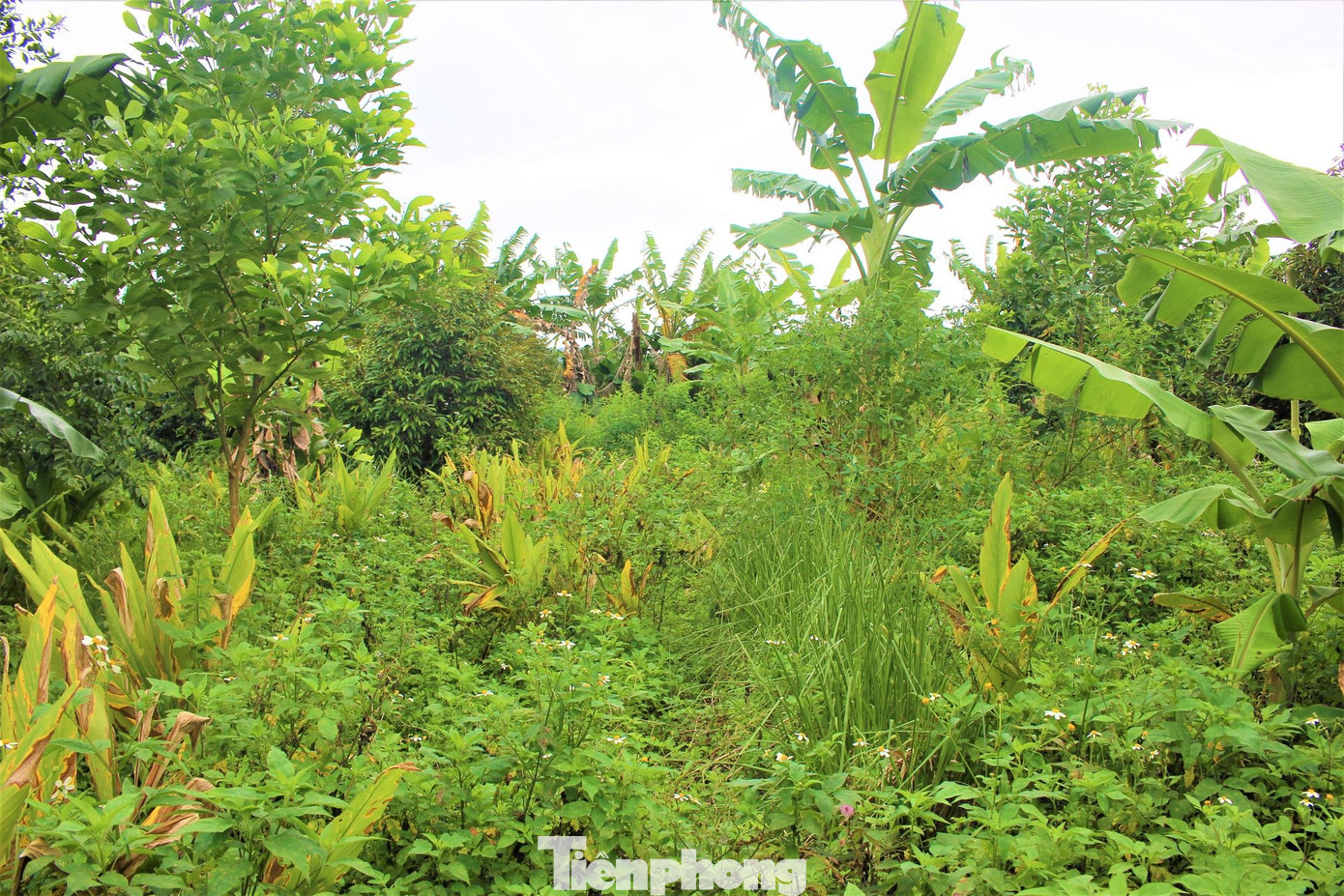 Anh Công tốt nghiệp Đại học Xây dựng miền Trung vào năm 2014. Sau đó, gia đình gặp chuyện nên anh về quê và làm nông theo cách cũ. Tuy nhiên do tiếp xúc với chất hóa học từ phân bón, thuốc bảo vệ thực vật khiến anh ám ảnh. Anh lên thành phố làm việc, song trong tâm trí luôn xuất hiện hình bóng khu vườn. Năm 2017, anh Công quyết định quay về quê tìm hiểu cách làm nông theo kiểu khác.