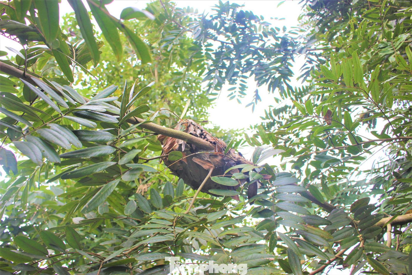 Trong vườn, anh Công trồng thêm chuối và nhiều loại cây ăn quả như ổi, mãng cầu, bưởi… vừa tạo bóng mát, tăng thêm thu nhập. Anh Công chỉ tạo ra hệ sinh thái, tạo chuỗi thức ăn, cây trồng tự thích ứng phát triển tự nhiên. Cây quả trong vườn anh cũng không bọc túi vải bảo vệ.