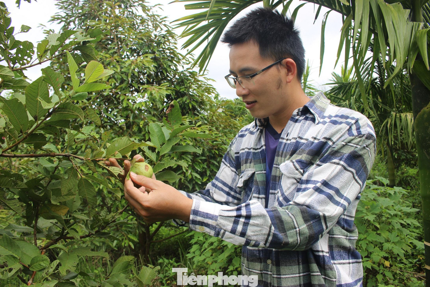 Nhờ cách để khu vườn phát triển tự nhiên đa dạng các loại cây trồng nên anh Công tiết kiệm được việc tưới nước cho cây. Mùa khô đến, anh chỉ tưới 1-2 đợt cho cây cà phê, các cây trong vườn như hồ tiêu, sầu riêng, bơ, bưởi… anh Công không tưới vì chúng được các loại cỏ giữ độ ẩm, và “ké” từ trong thân cây chuối.