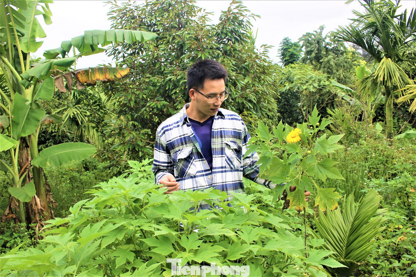 Anh Công cho biết, mô hình vườn rừng hầu như không tốn chi phí đầu tư. Từ khu vườn ban đầu, anh chỉ tốn tiền mua các loại cây trồng xen vào, còn lại không tốn tiền mua phân bón, thuốc trừ sâu...Khu vườn nhà anh Công cho thu hoạch quanh năm, hết mùa cà phê lại đến hồ tiêu; tiếp theo đến các loại cây ăn trái như bơ, sầu riêng, bưởi; chưa kể chuối, cau…