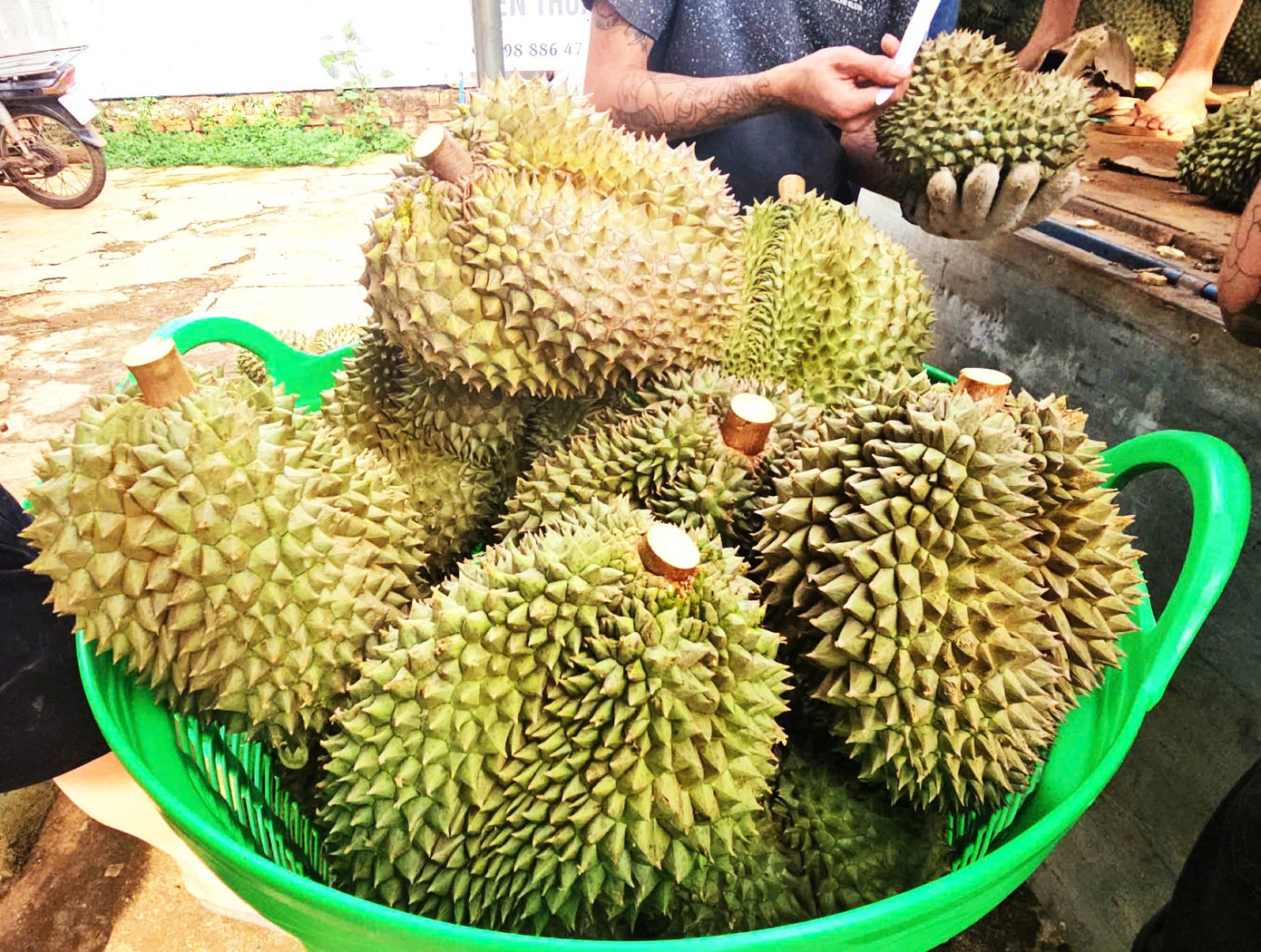 Sầu riêng được xử lý bằng thuốc trước khi tiêu thụ