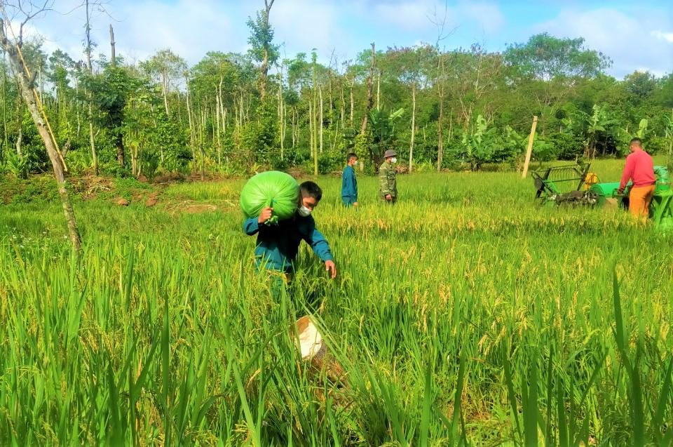 Đặc biệt, thời điểm dịch bệnh bùng phát mạnh, phường An Lạc đang vào mùa thu hoạch lúa, hoa màu. Có những hộ phải đi cách ly tập trung, cả nhà không thể thu hoạch nông sản. Thấu hiểu hoàn cảnh và nỗi lo giữ “nồi cơm” của các hộ dân trên, Ban CHQS phường An Lạc đã cắt cử lực lượng giúp người dân thu hoạch, phơi lúa; nấu thức ăn, chăm sóc gia súc, gia cầm.