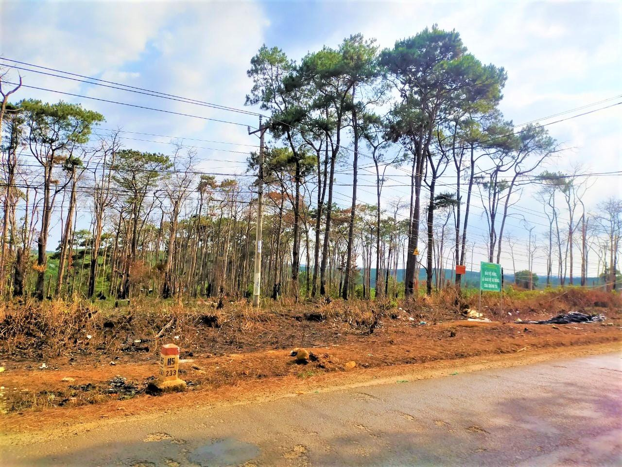 Khu vực rừng thông bị cháy nằm xa khu dân cư