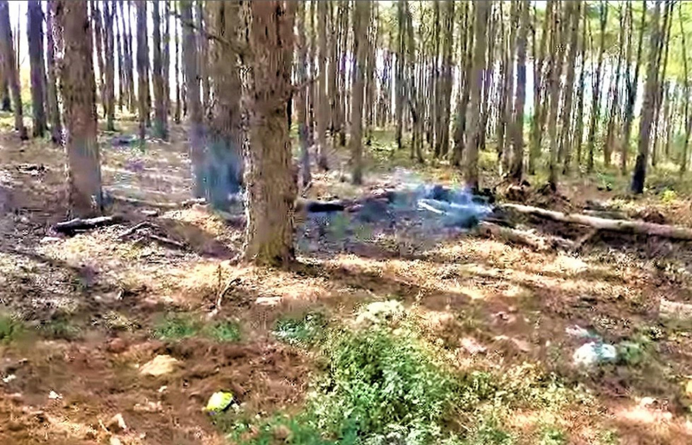 Thông con được trồng dưới những hàng thông lâu đời chết vì bị đầu độc bằng hóa chất