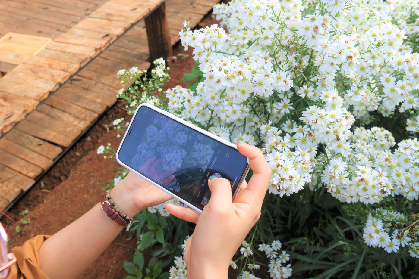 Những đóa hoa trắng xinh tươi được du khách lưu giữ Những đóa hoa trắng xinh tươi được du khách lưu giữ