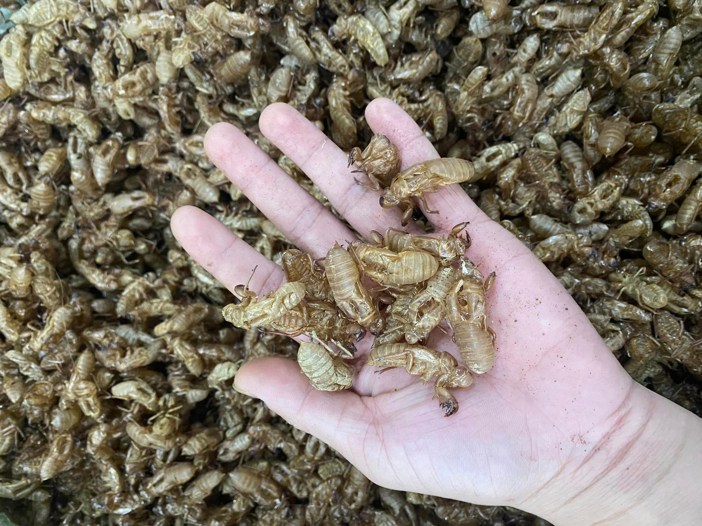 Rất nhiều tài khoản mạng xã hội đăng tin thu mua xác ve sầu