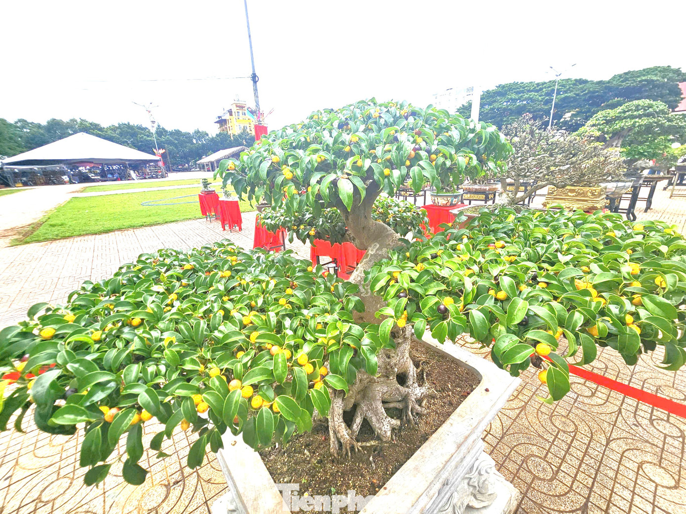 Một cây trong tác phẩm "Trực dáng làng"