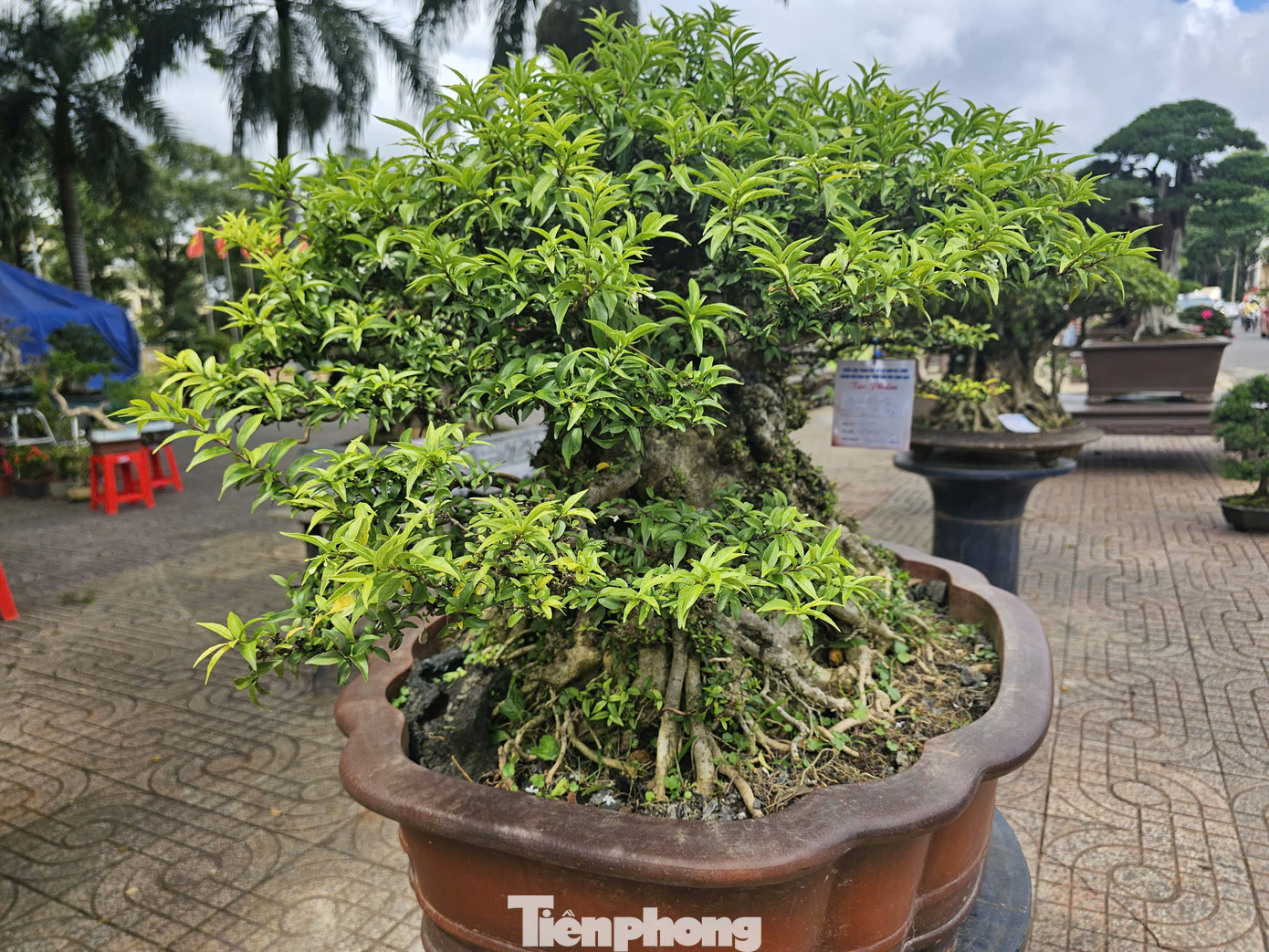 Các tác phẩm sinh vật cảnh được trưng bày tại triển lãm