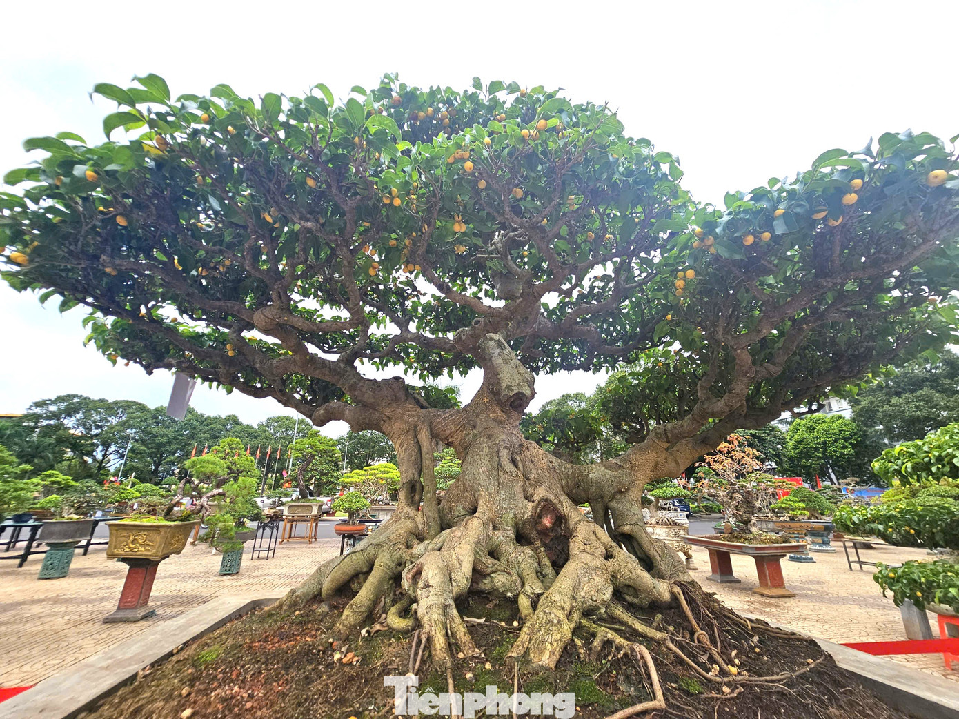 "Trực dáng làng" có tuổi đời 80 năm