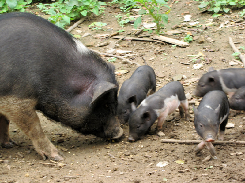Tận dụng những bãi đất trũng quanh Hồ Ba Bể để trồng trọt, chăn nuôi. Tận dụng những bãi đất trũng quanh Hồ Ba Bể để trồng trọt, chăn nuôi